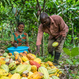 Congolese Cocoa